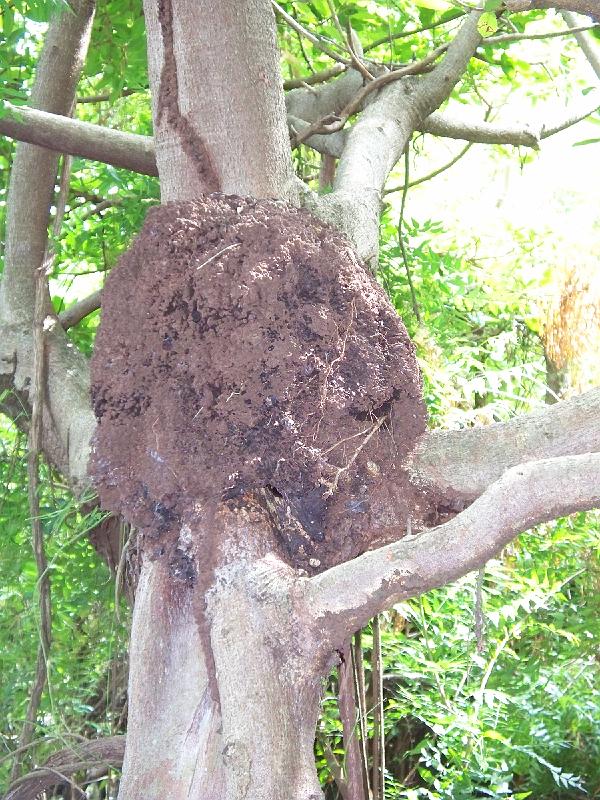 100_2425.jpg - Ants... living in the tree....
