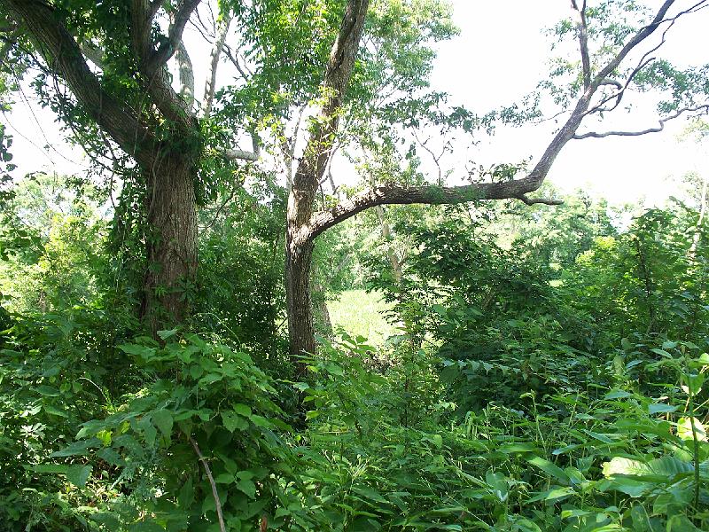 100_2463.jpg