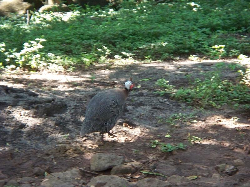 100_2467.jpg