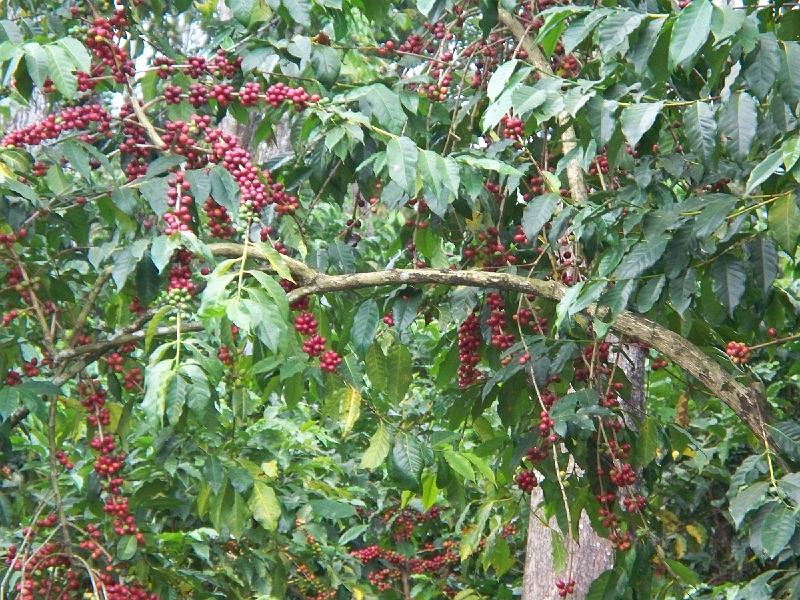 100_2628.jpg - Coffee!