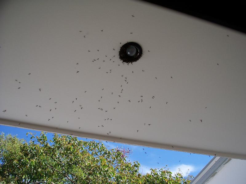 100_2917.jpg - The bees seemed very excited about our light fixture.