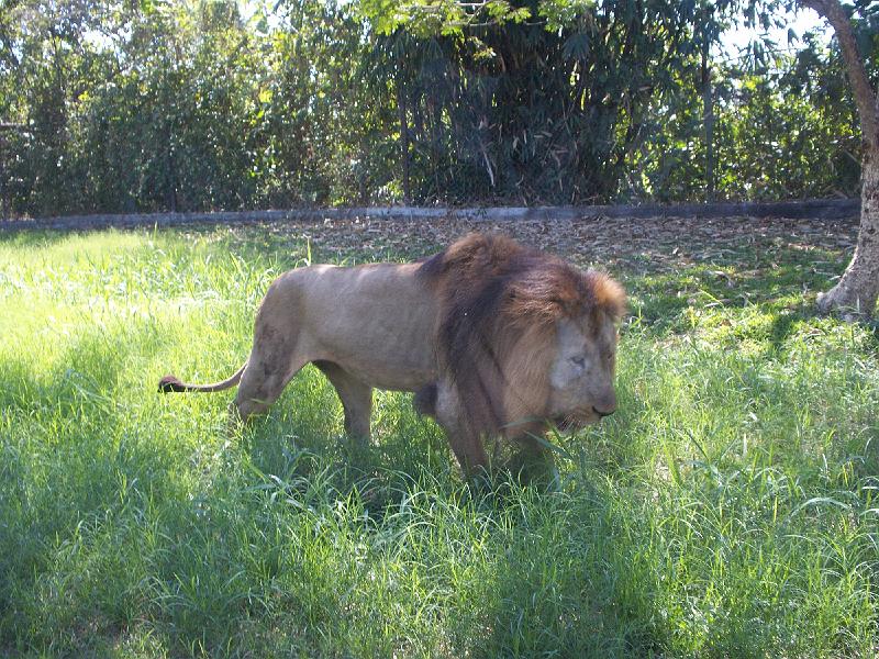 100_3231.jpg - Over half of this zoo is for traveling by car.  So we took this picture with the lion right outside the car window.  They do recommend closing the windows before entering this part :)