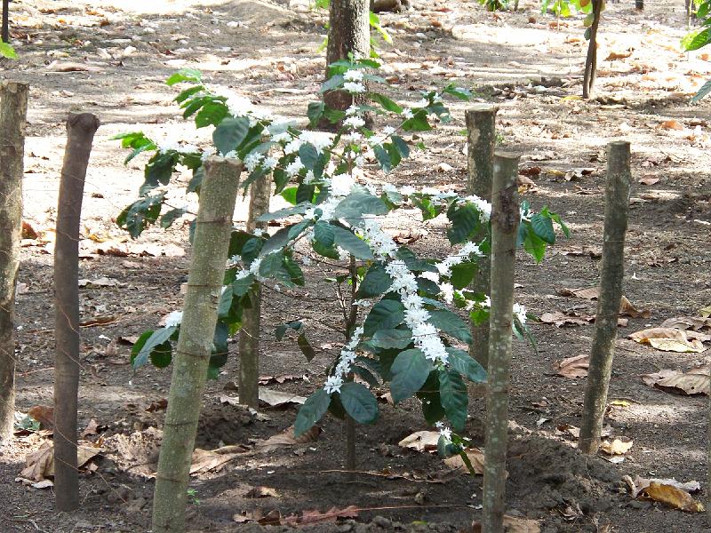 100_1552.jpg - Flowering coffee plant, at Ruins of San Andres