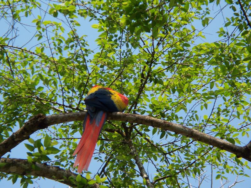 100_1898.jpg - Guacamayas seen in the Copan ruins.  Judging by a set of empty cages we saw, we're guessing the birds are trained to hang out here.