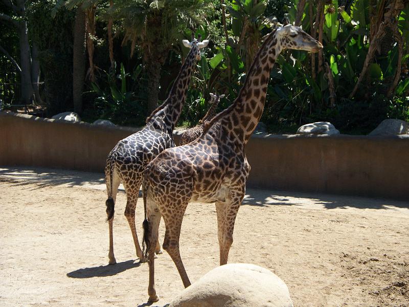 100_1026.jpg