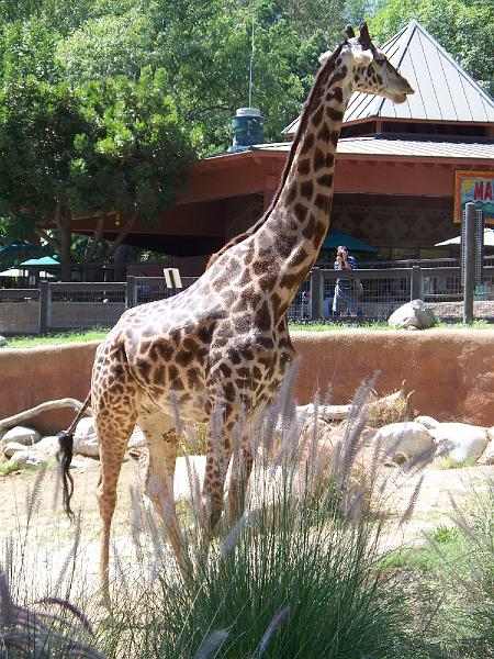 100_1033.jpg